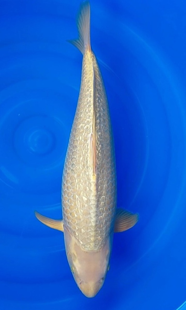 Koi picture