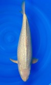 Koi
