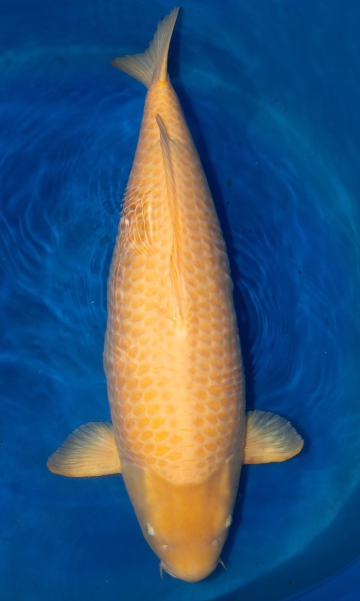 Koi picture