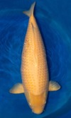 Koi