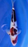 Koi
