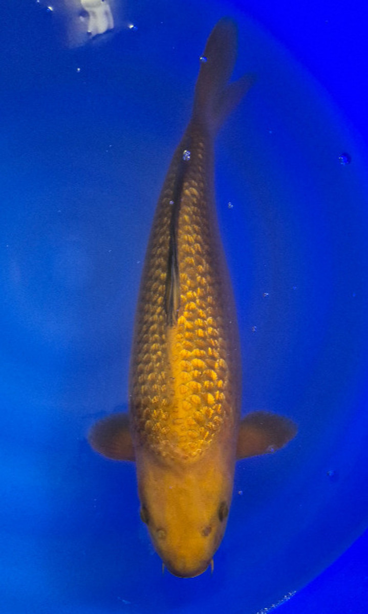 Koi picture