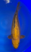 Koi