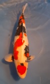 Koi