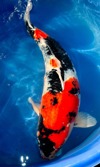 Koi