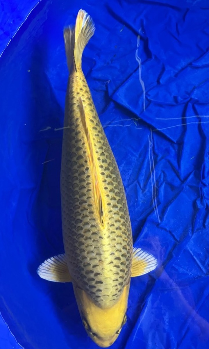Koi picture