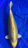 Koi