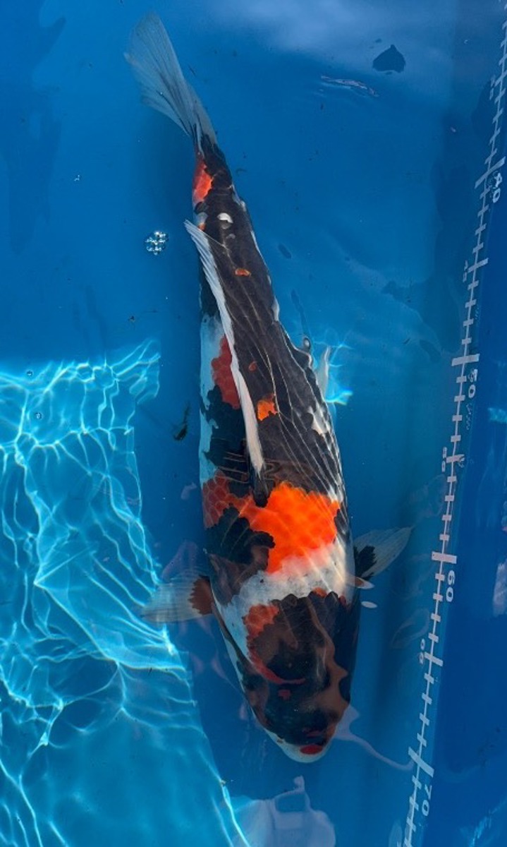 Koi picture