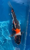 Koi