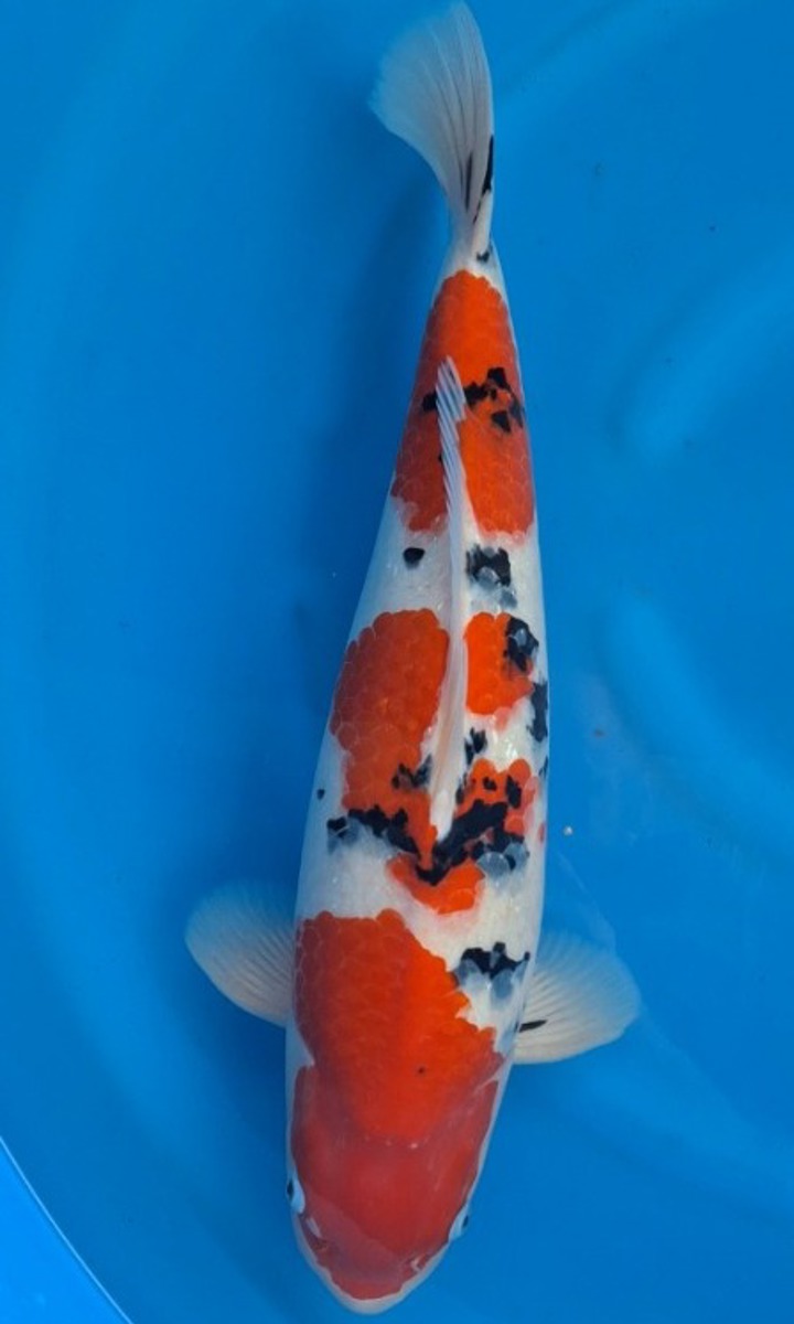 Koi picture