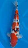 Koi