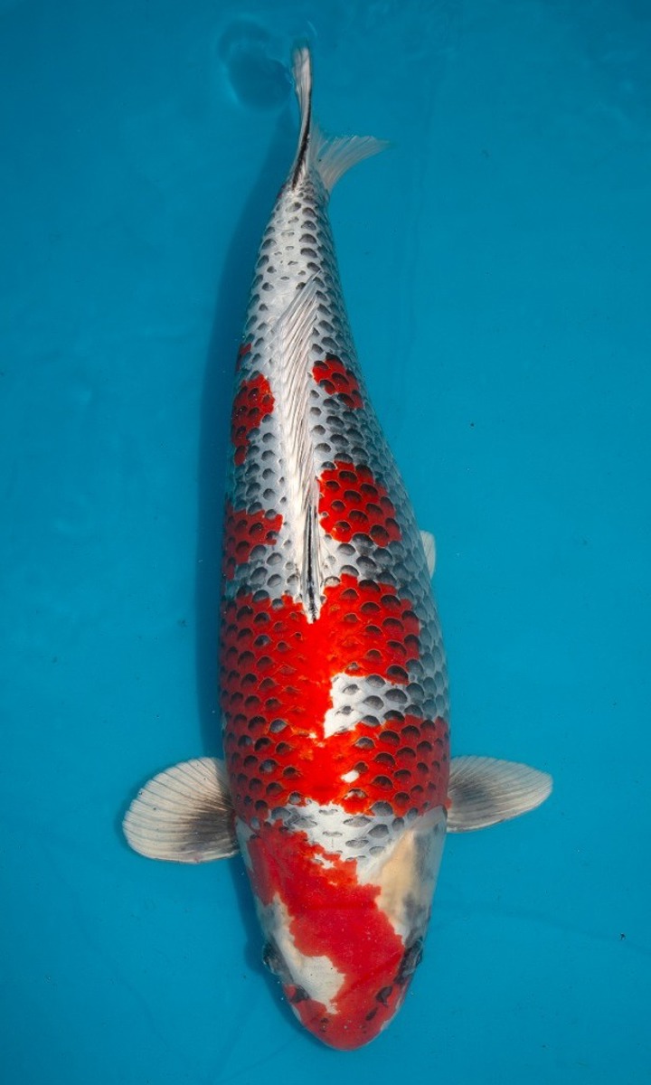 Koi picture