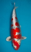 Koi