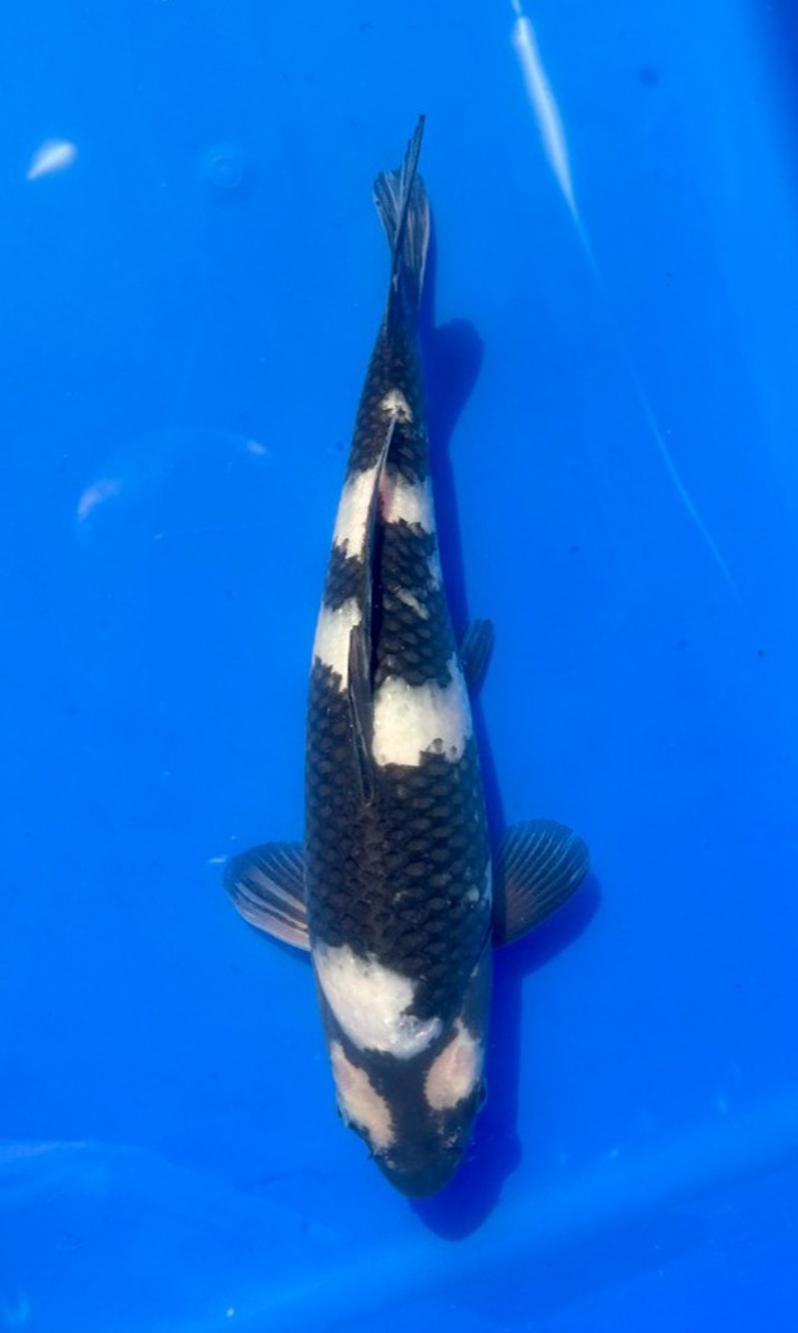 Koi picture