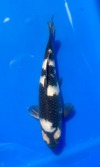 Koi