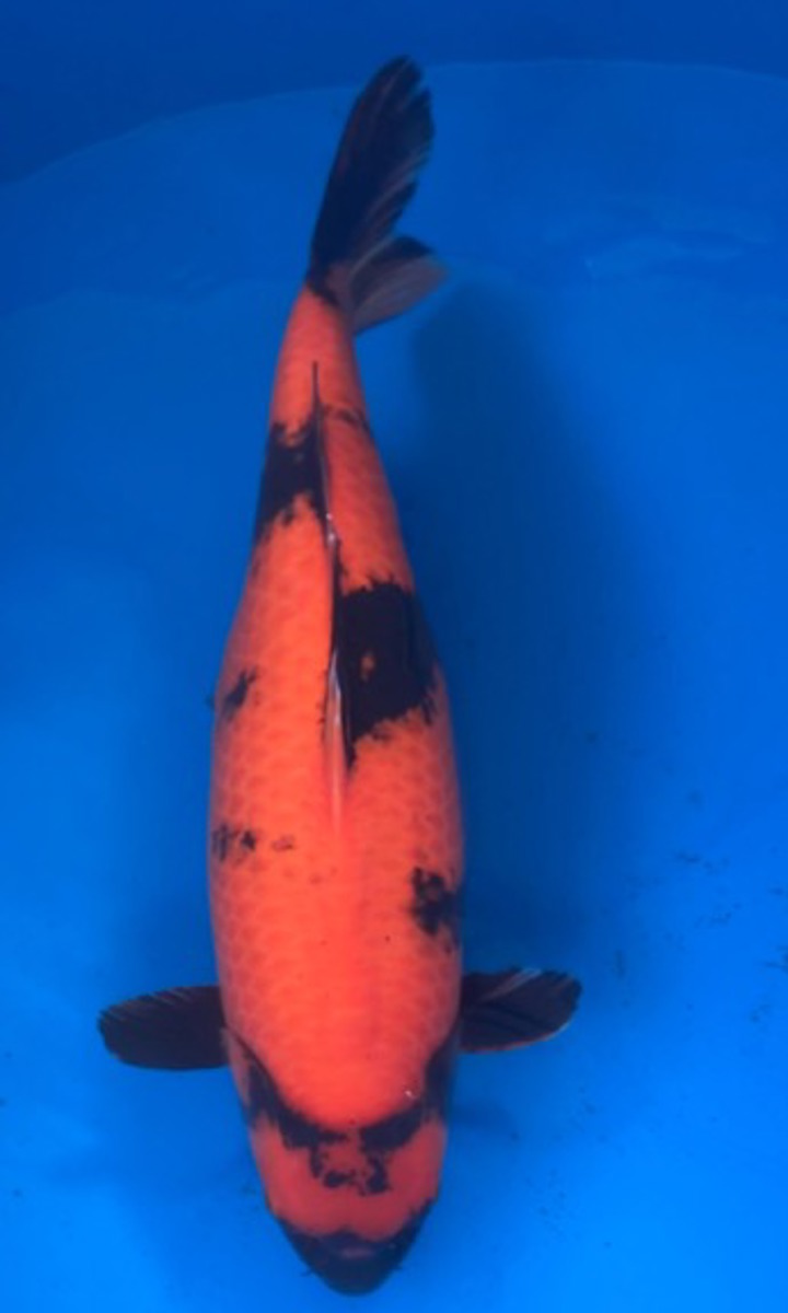 Koi picture