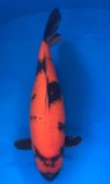 Koi