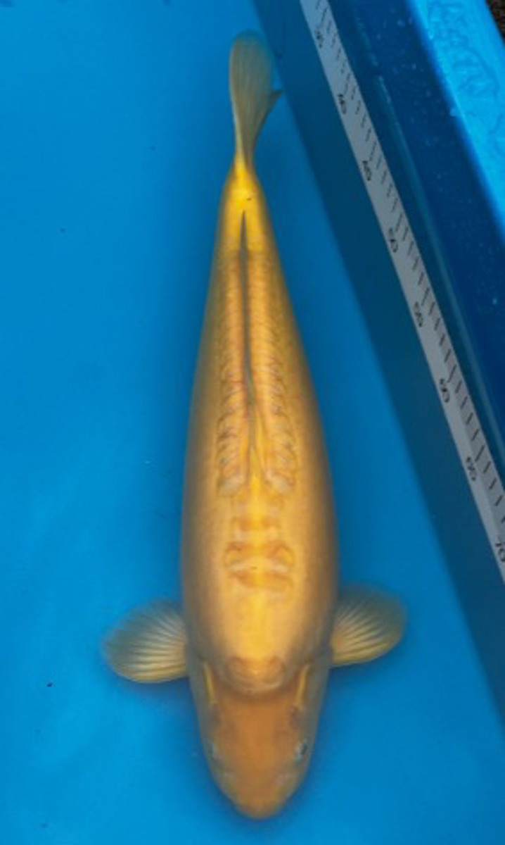 Koi picture