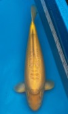 Koi