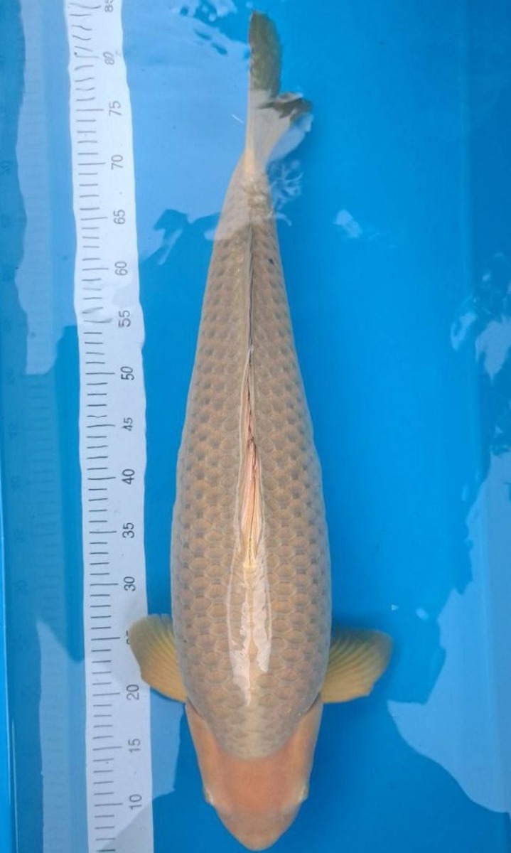 Koi picture