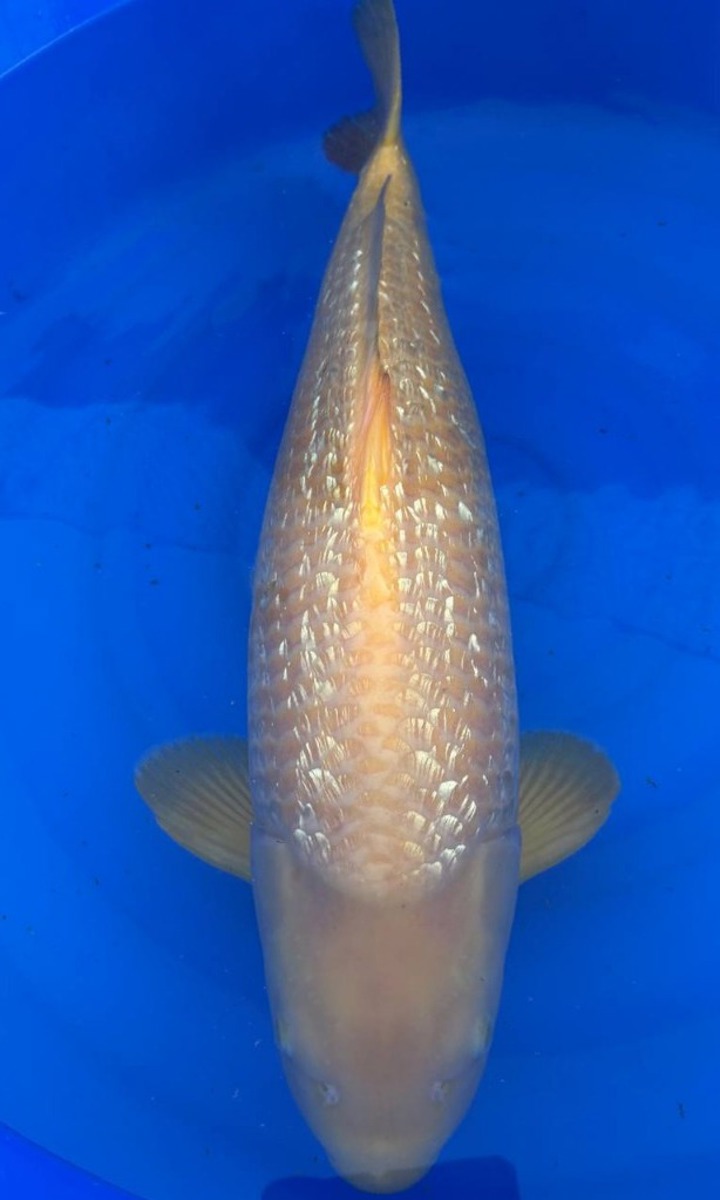 Koi picture