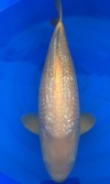 Koi