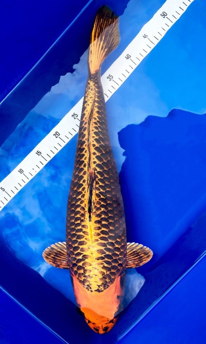 Koi picture