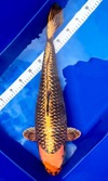 Koi