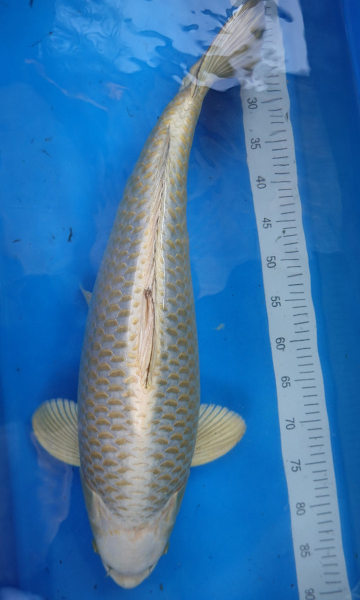 Koi picture