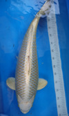 Koi