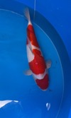 Koi