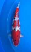 Koi