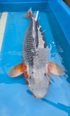 Koi