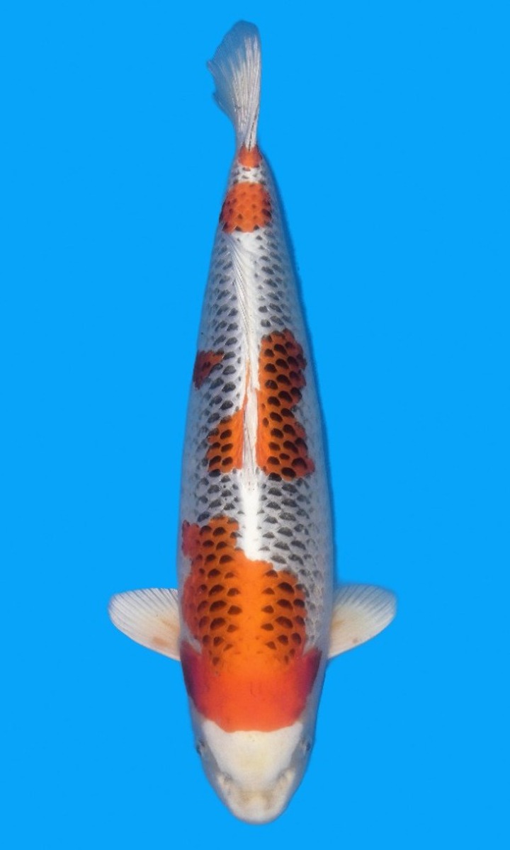 Koi picture