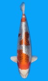 Koi