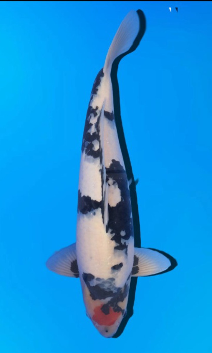 Koi picture