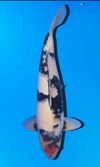 Koi