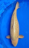 Koi