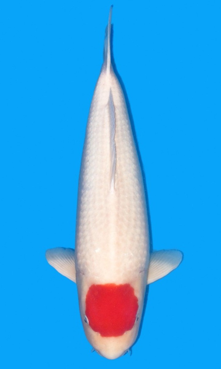 Koi picture