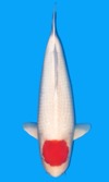 Koi