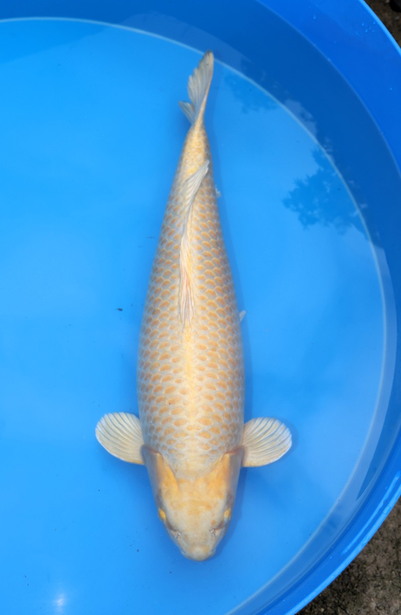 Koi picture