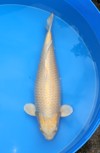 Koi