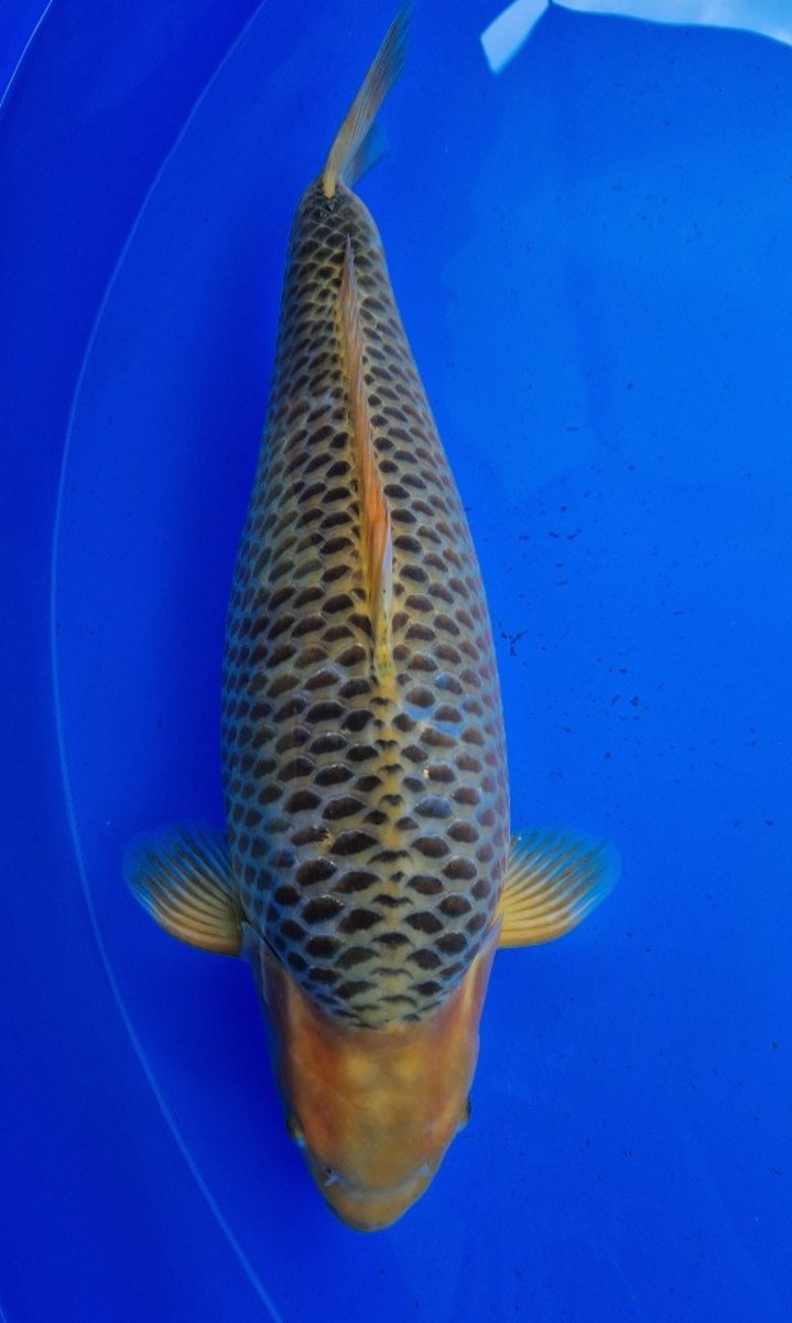 Koi picture