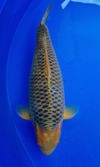 Koi