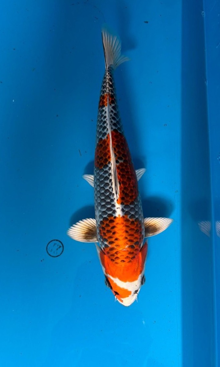 Koi picture