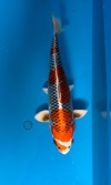 Koi