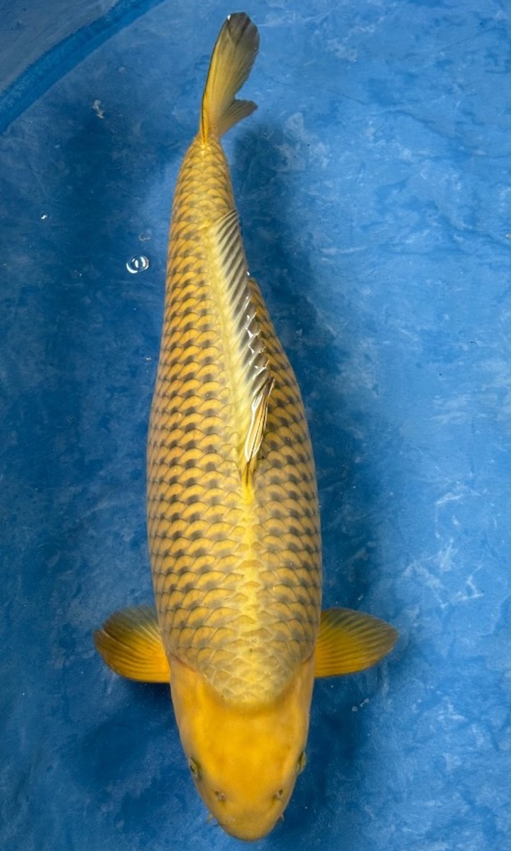 Koi picture