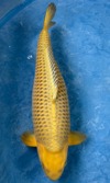 Koi