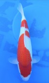 Koi