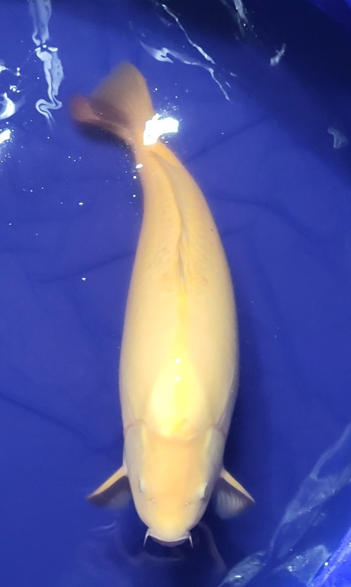 Koi picture